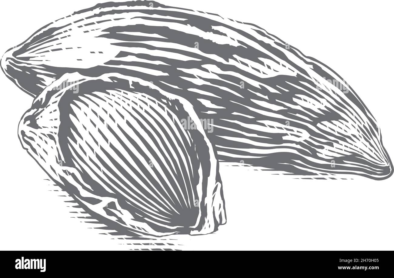 Mandeln Mutter Hand Zeichnung Skizze Gravur Illustration Stil Stock Vektor