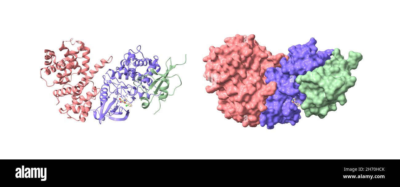 G2-mitotisch-spezifisches Cyclin B1 (rosa), Cyclin-abhängige Kinase 1 (blau) und Cyclin-abhängige Kinase regulatorische Untereinheit 2 (grün) mit Flavopiridol. Stockfoto
