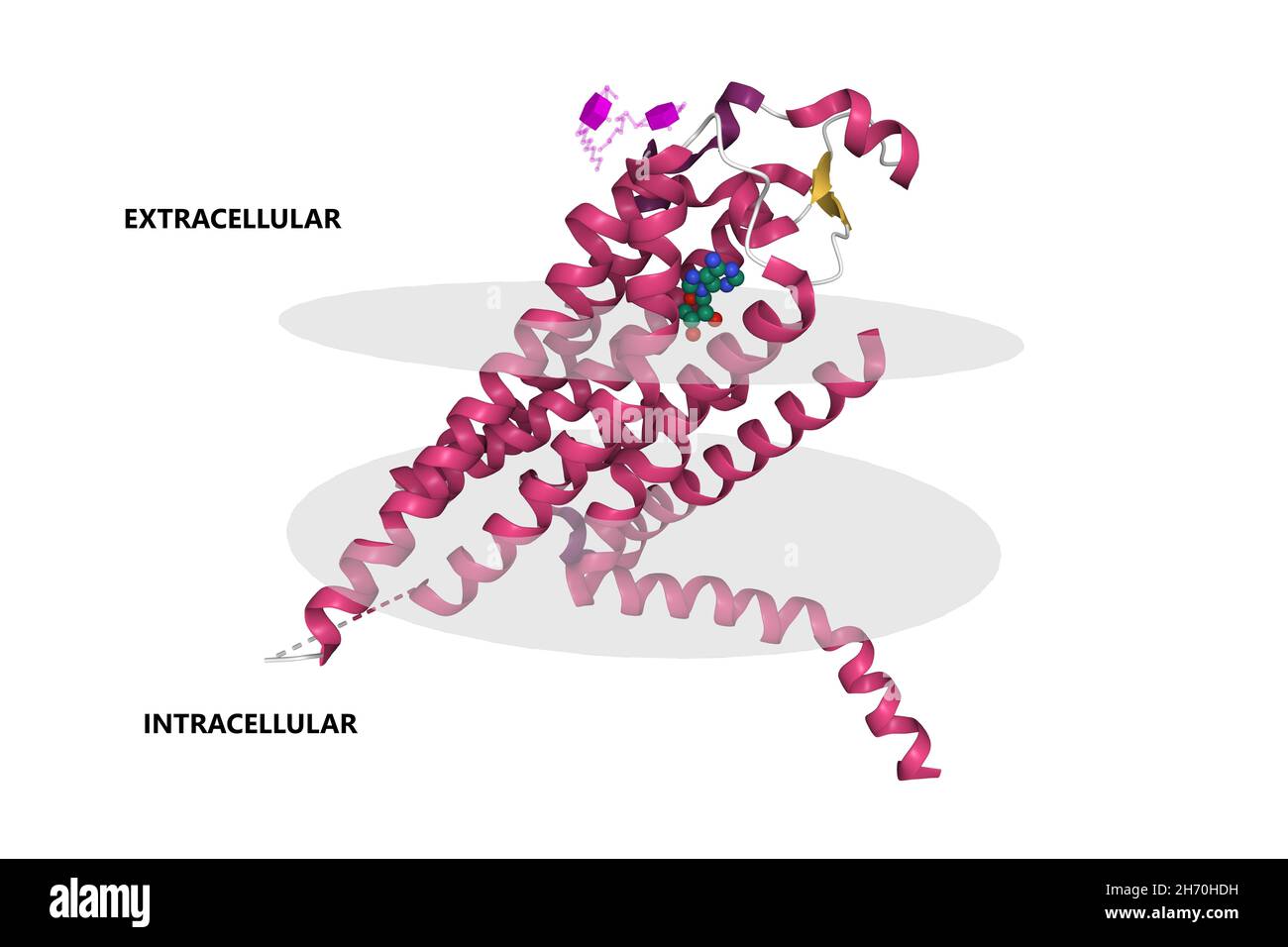 Humaner Adenosin-A2A-Rezeptor mit Adenosin-Bindung. 3D Cartoon-Modell, sekundäre Struktur Farbgebung, PDB 2ydo, weißer Hintergrund Stockfoto
