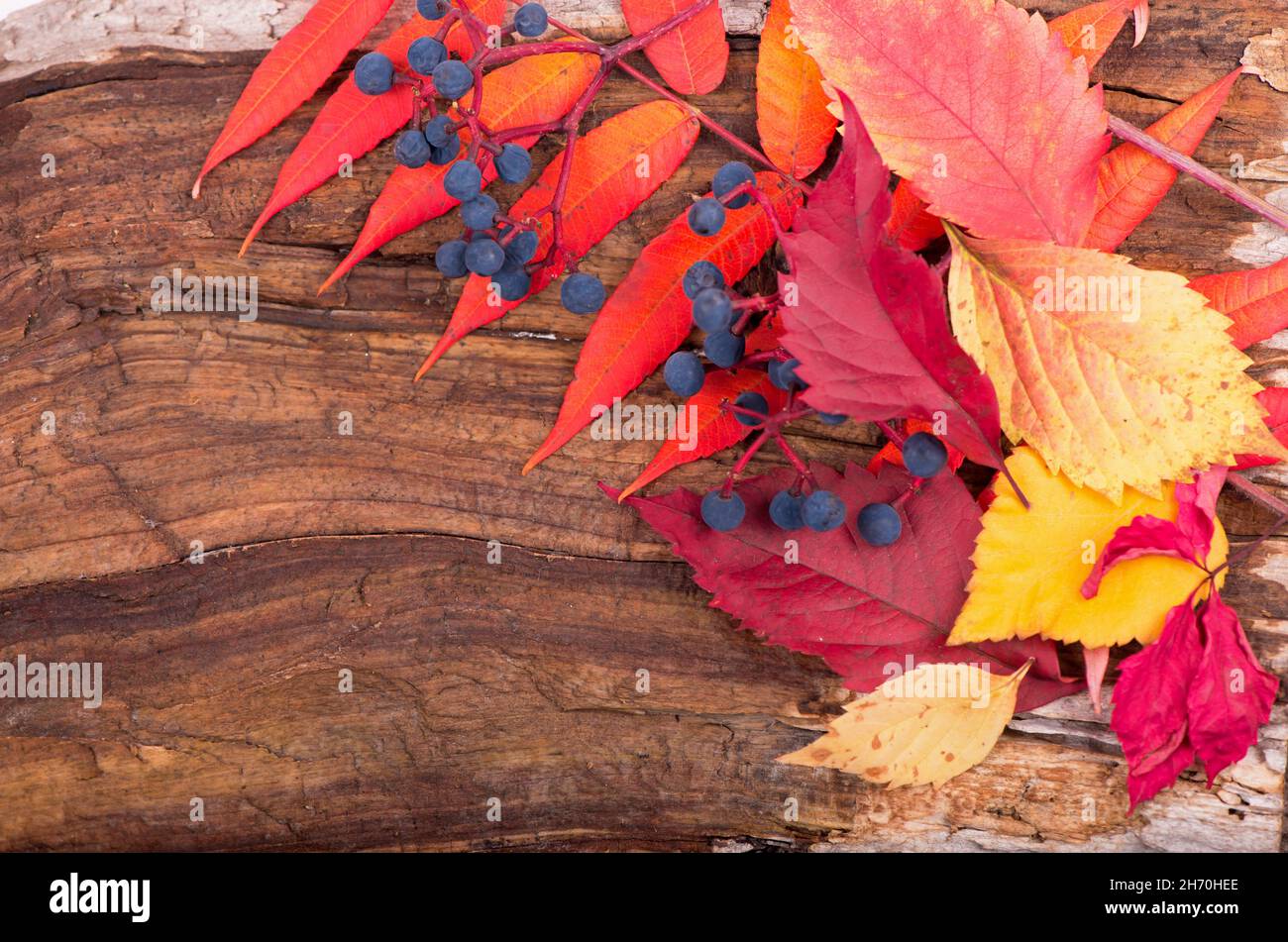 Herbsthintergrund der Herbstblätter auf dem Holzbrett, Draufsicht Stockfoto