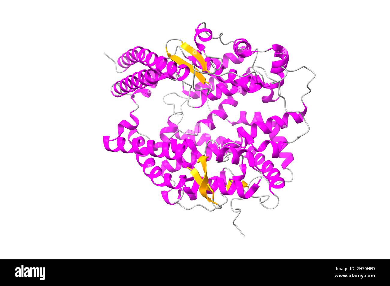Struktur des humanen Angiotensin-konvertierenden Enzyms 2 (ACE2). 3D Cartoon-Modell, sekundäre Struktur Farbgebung, PDB 1r42, weißer Hintergrund Stockfoto