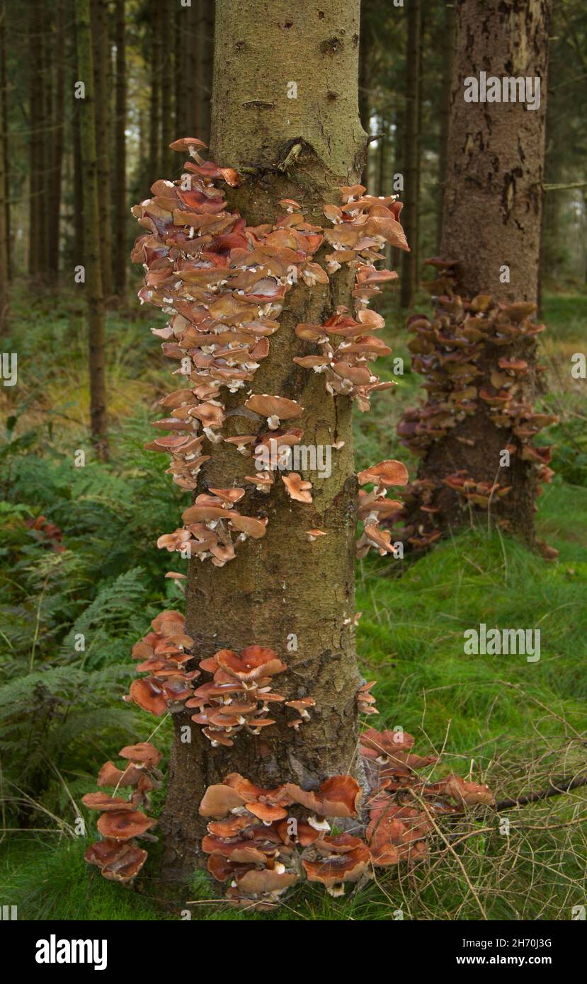 Honigpilz, ein zerstörerischer Walderreger, auf dem Stamm einer sterbenden Fichte Stockfoto