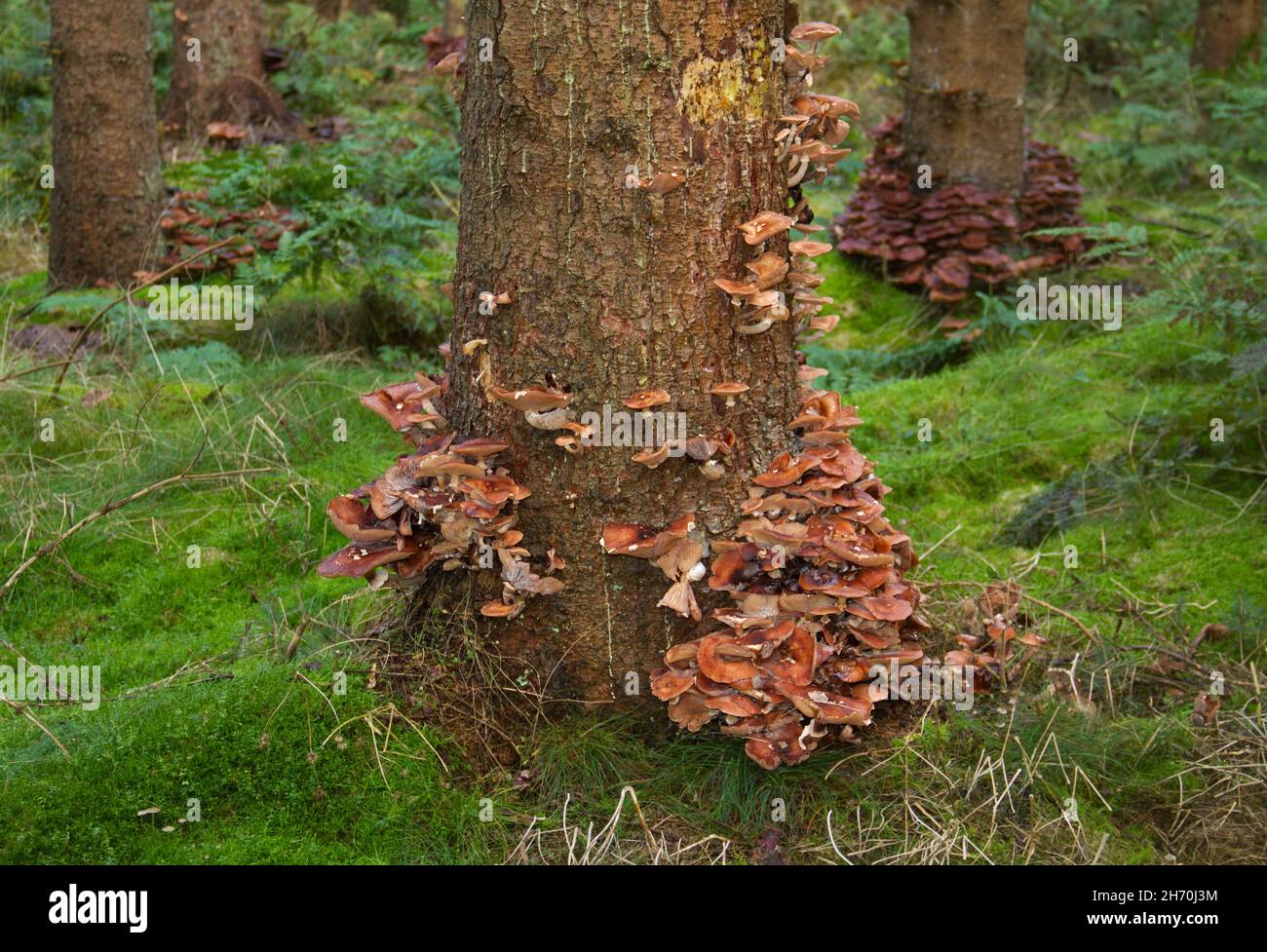 Honigpilz, ein zerstörerischer Walderreger, auf dem Stamm einer sterbenden Fichte Stockfoto