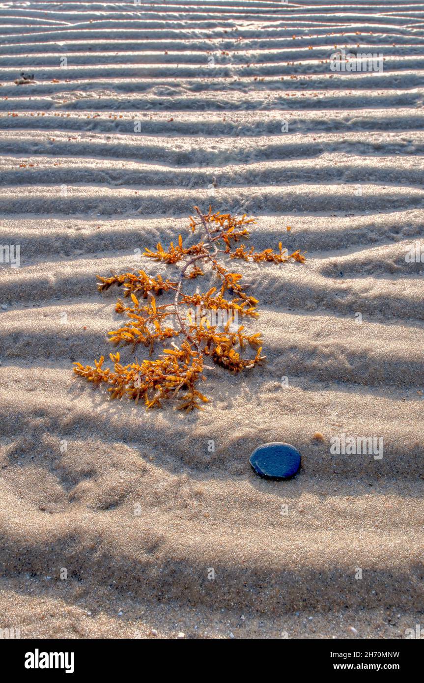 Einfache Komposition aus einem Gezeitensandmuster & gestrandeten goldenen Algen und einem kontrastierenden schwarzen Stein im Vordergrund bei Yule Point, QLD, Australien. Stockfoto
