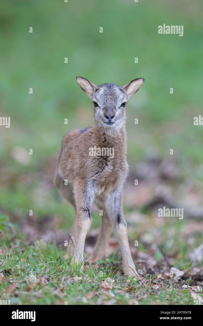 Mufflon (Ovis ammon musimon). Einzelnes Lamm, das in einem Wald steht. Deutschland Stockfoto