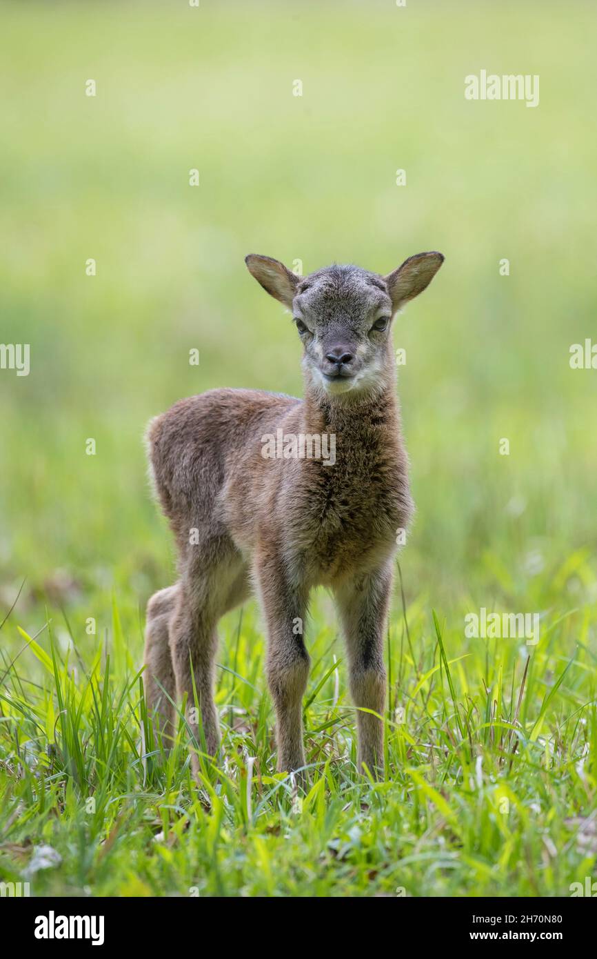 Mufflon (Ovis ammon musimon). Einzelnes Lamm, das auf einer Wiese steht. Deutschland Stockfoto