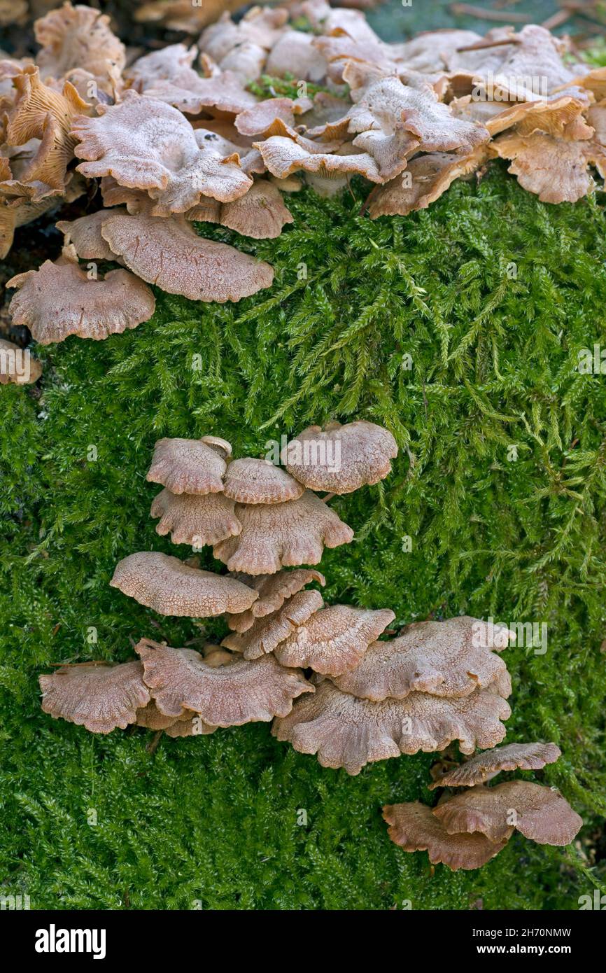 Der bittere Oysterling (Panellus stipticus) verursacht auf infiziertem Holz Trockenfäule. Deutschland Stockfoto