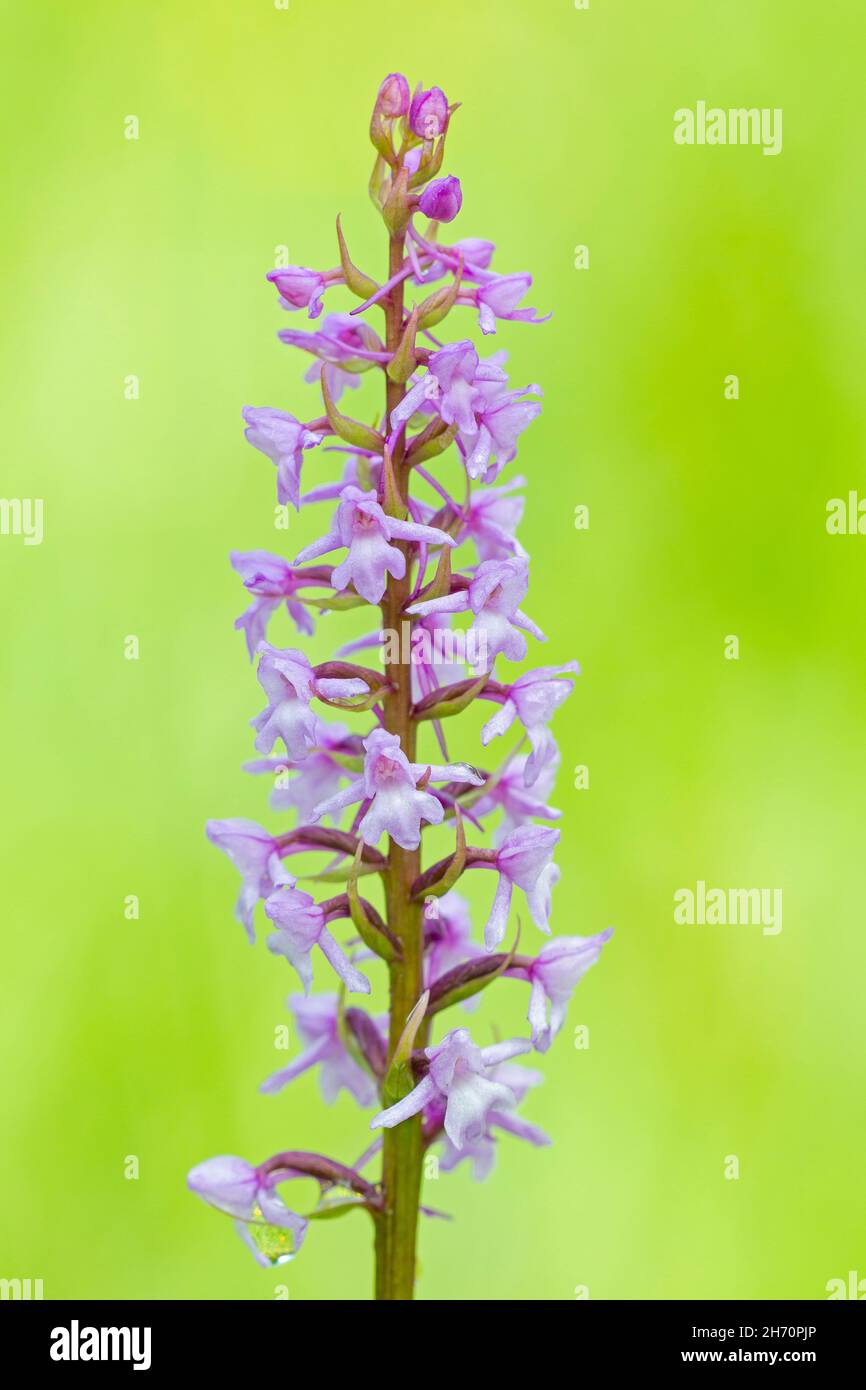 Duftende Orchidee (Gymnadenia conopsea), Blütenstand Stockfoto