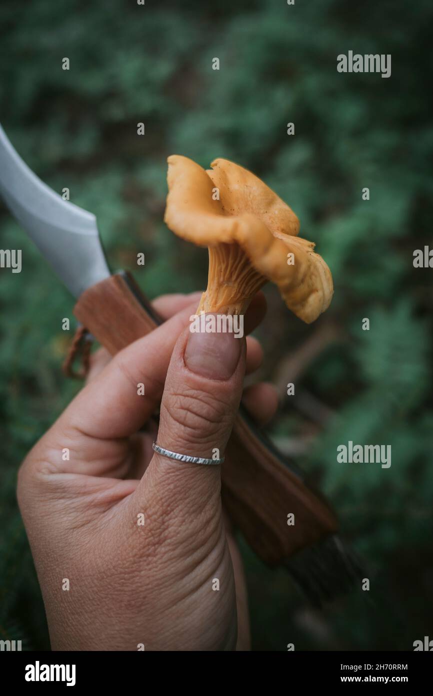 Hand hält Messer und Pfifferlinge Pilz Stockfoto