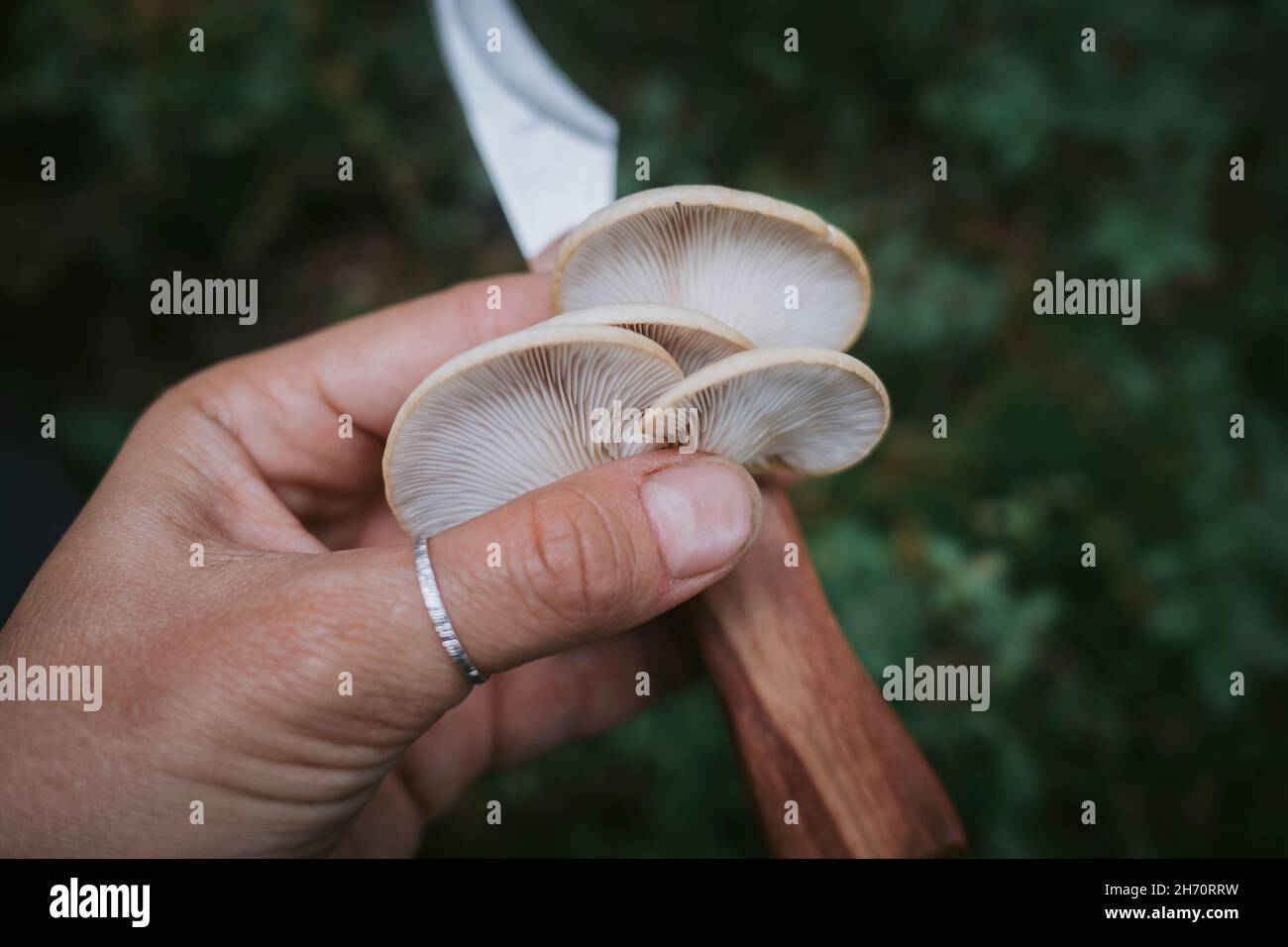 Hand hält Messer und Pilz Stockfoto