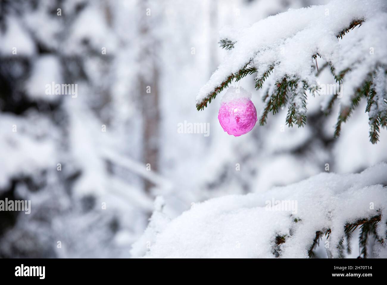 Weihnachtskugel auf verschneiten Weihnachtsbaum Stockfoto