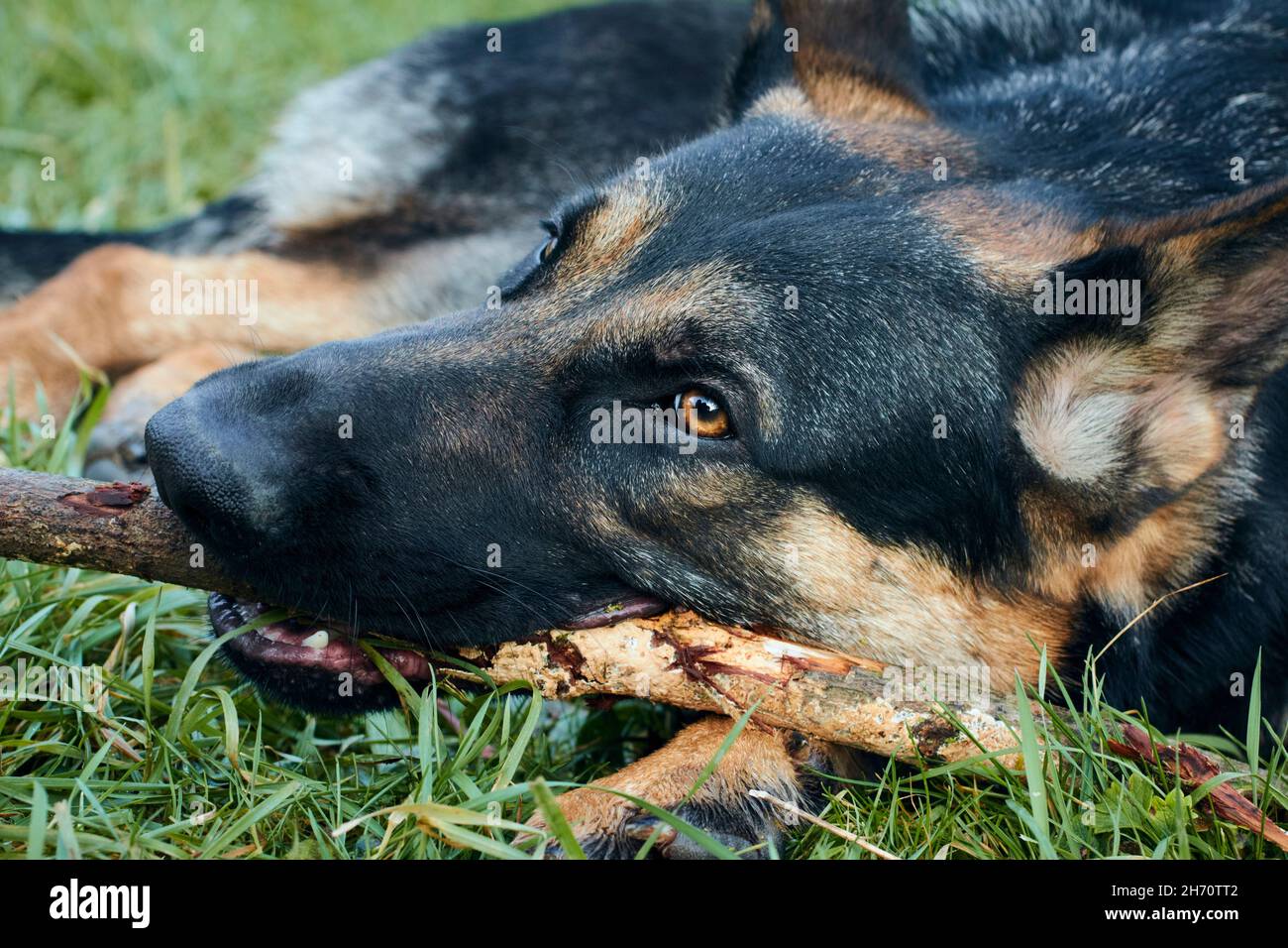 Deutscher Schäferhund, Elsässisch. Ausgewachsener Hund kaut auf einem Stock. Deutschland Stockfoto