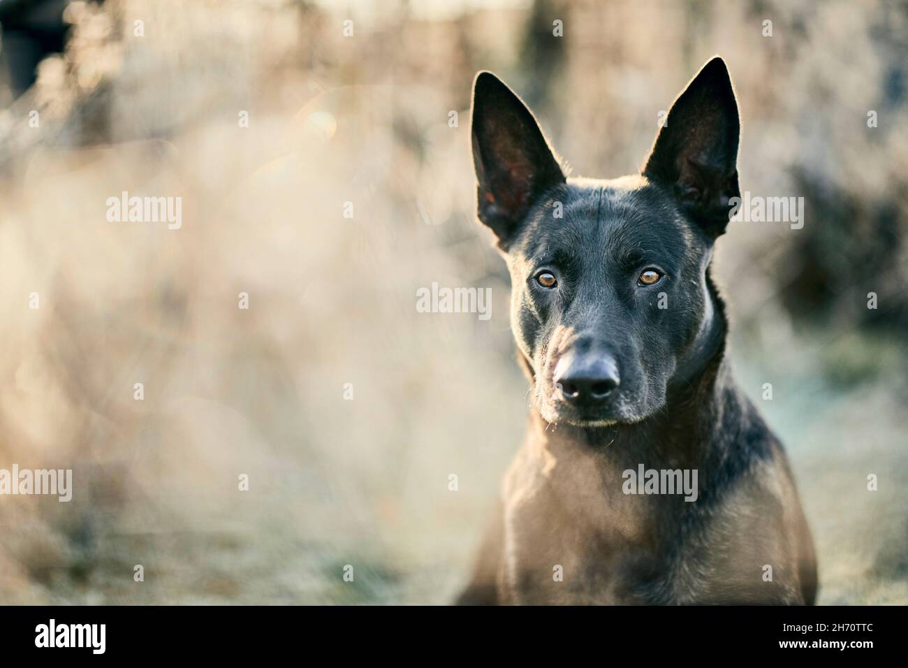 Niederländischer Schäferhund, Hollandse Herder. Porträt eines kurzhaarigen Hundes im Winter in einem Wald. Deutschland Stockfoto