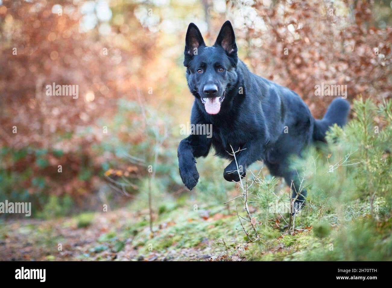Deutscher Schäferhund, Elsässisch. Schwarzer erwachsener Hund, der im Herbst in einem Wald läuft. Deutschland Stockfoto