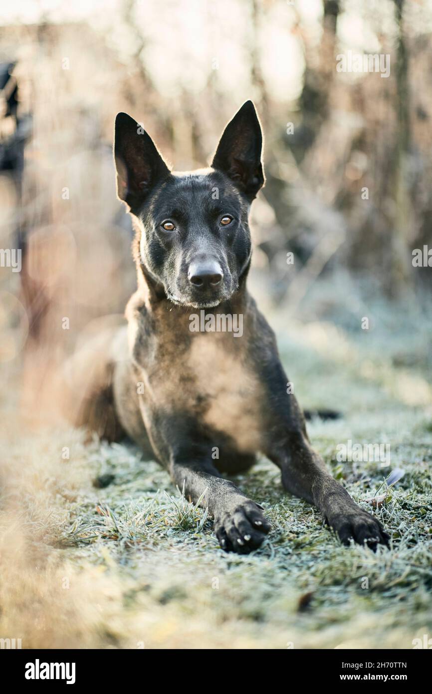 Niederländischer Schäferhund, Hollandse Herder. Im Winter liegt der Erwachsene kurzhaarige Hund in einem Wald. Deutschland . Stockfoto