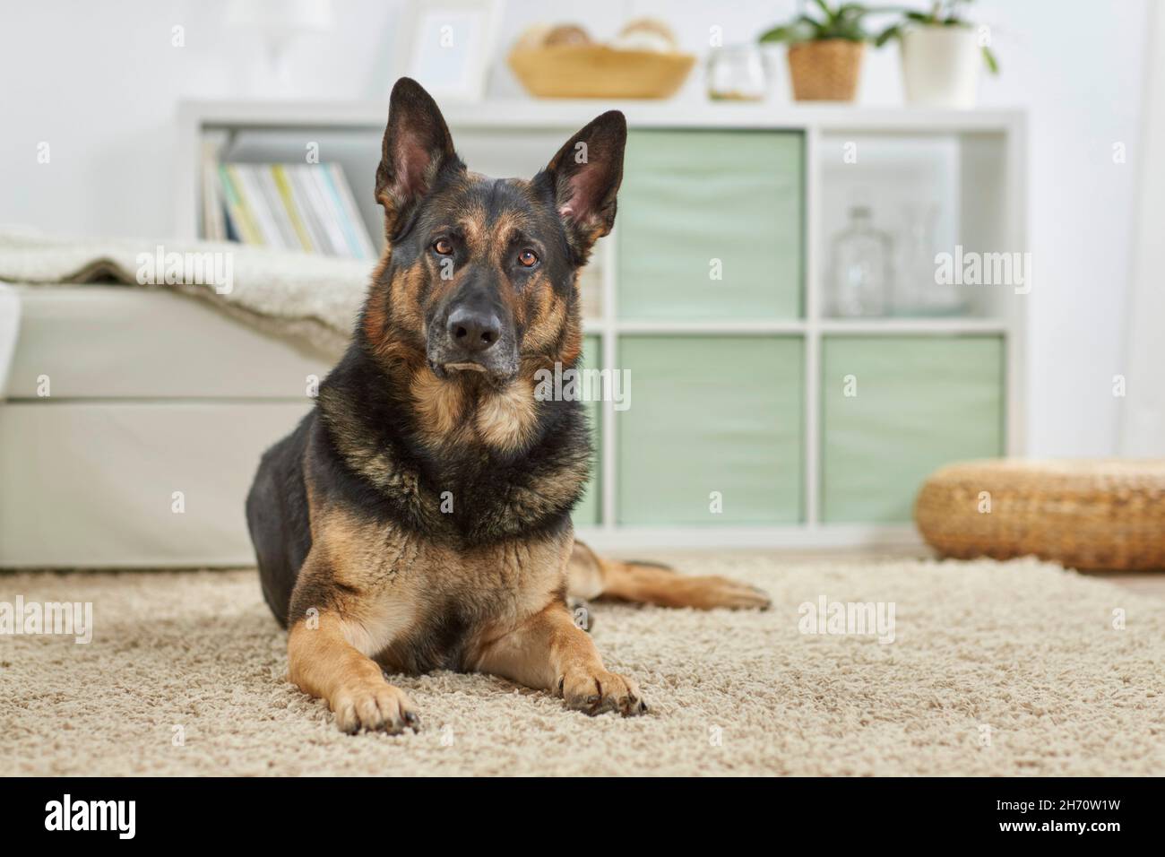 Deutscher Schäferhund, Elsässisch. Erwachsener Hund liegt in einem Zimmer. Deutschland Stockfoto