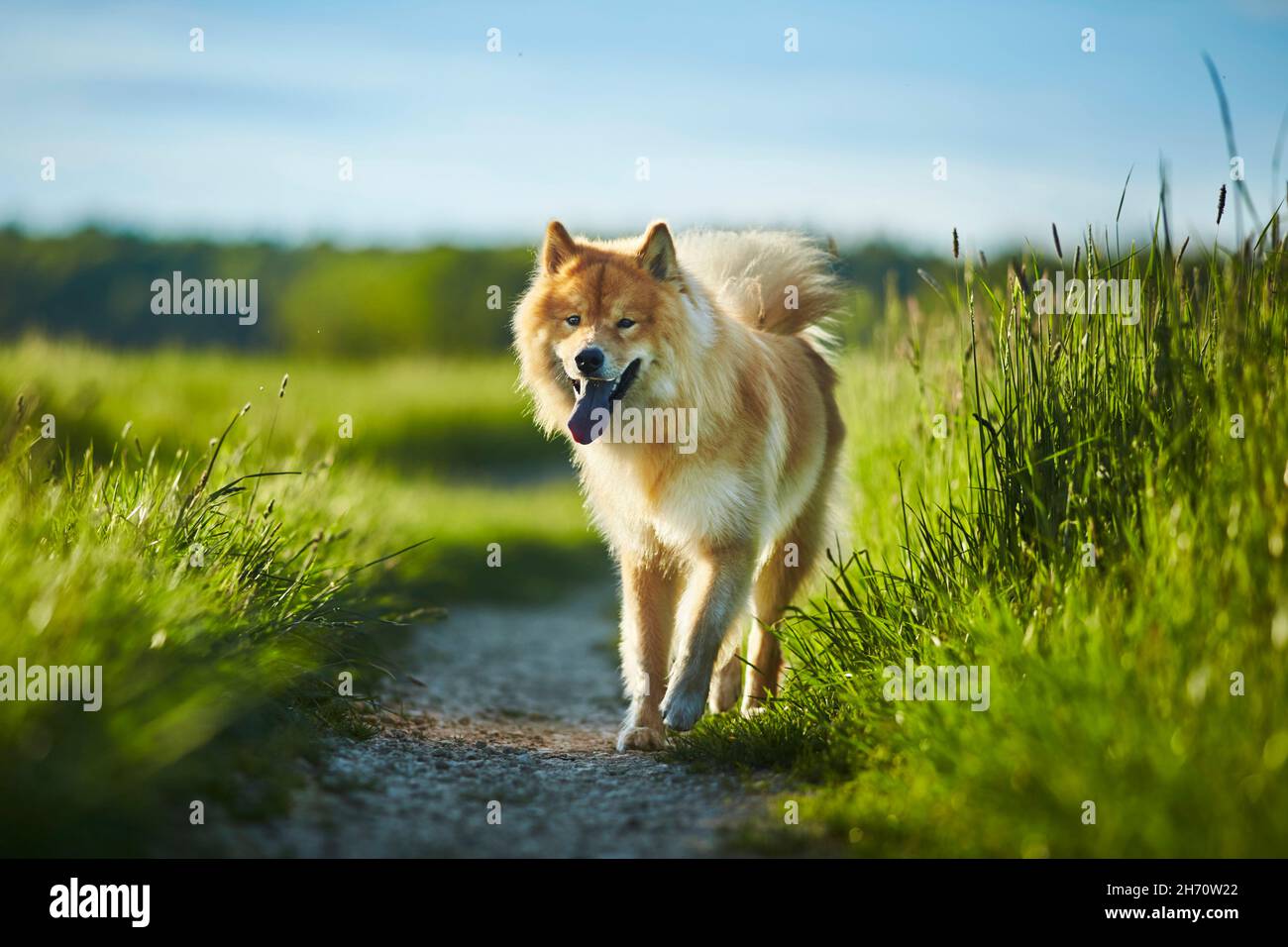 Eurasier, Eurasian. Erwachsener Hund zu Fuß auf einem Weg in einer Wiese. Deutschland Stockfoto