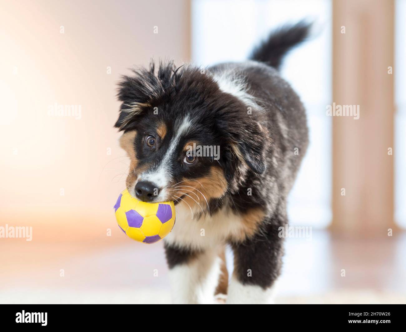 Australian Shepherd. Welpe spielt mit einem Ball. Deutschland Stockfoto