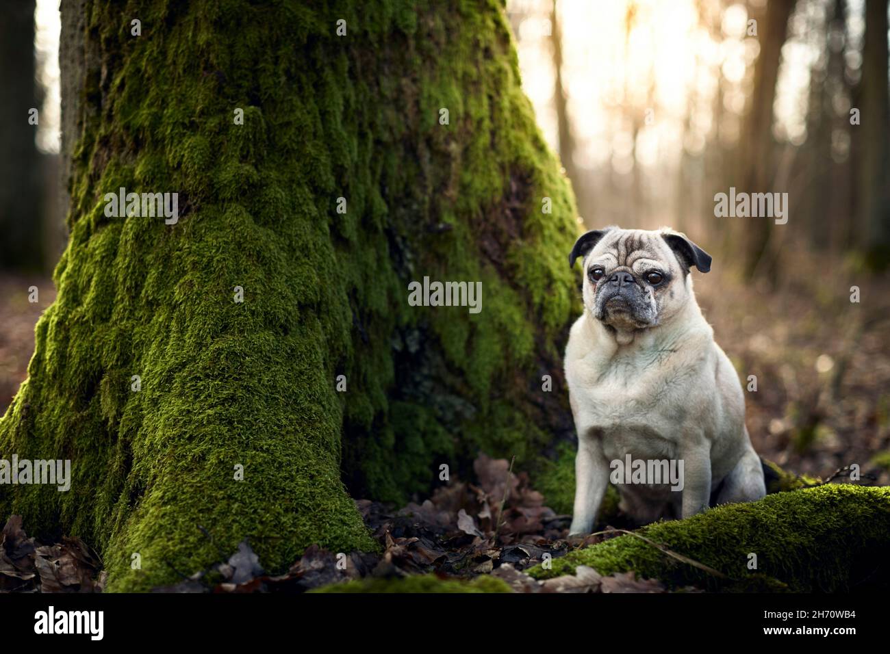 Mops. Erwachsener Hund in einem Wald, der neben einem alten Baum sitzt. Deutschland Stockfoto