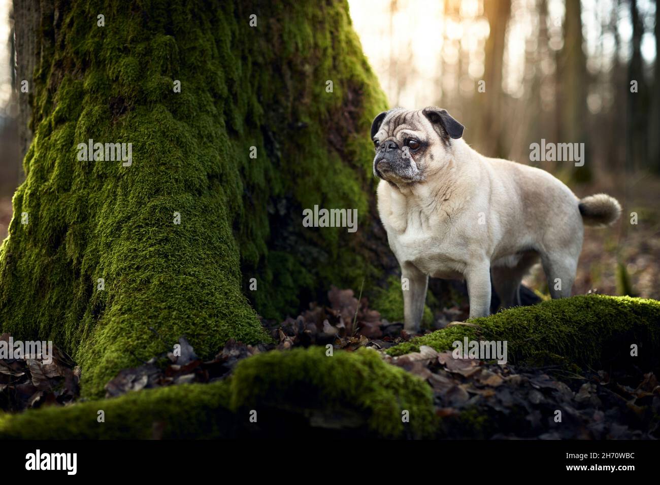 Mops. Erwachsener Hund in einem Wald, der neben einem alten Baum steht. Deutschland Stockfoto
