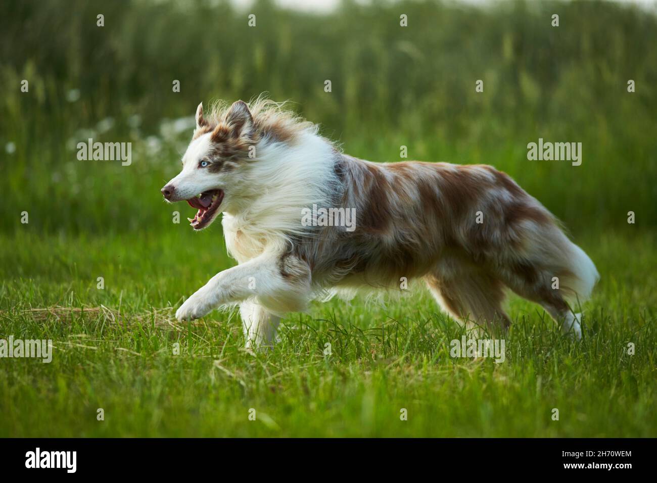 Australian Shepherd. Erwachsener Hund, der auf einer Wiese läuft. Deutschland Stockfoto