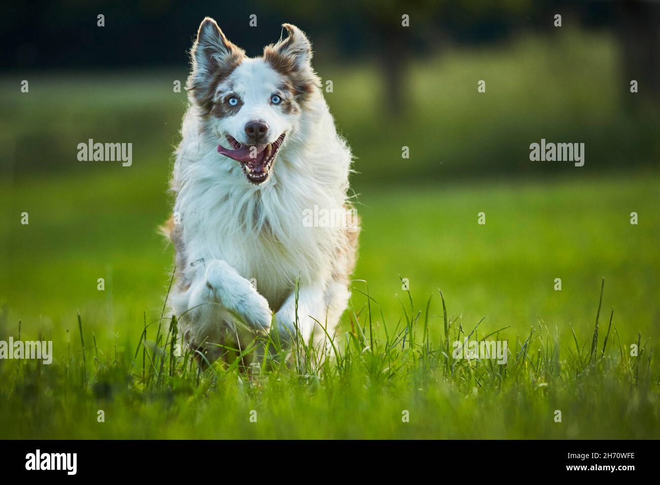 Australian Shepherd. Ausgewachsener Hund auf einer Wiese. deutschland Stockfoto