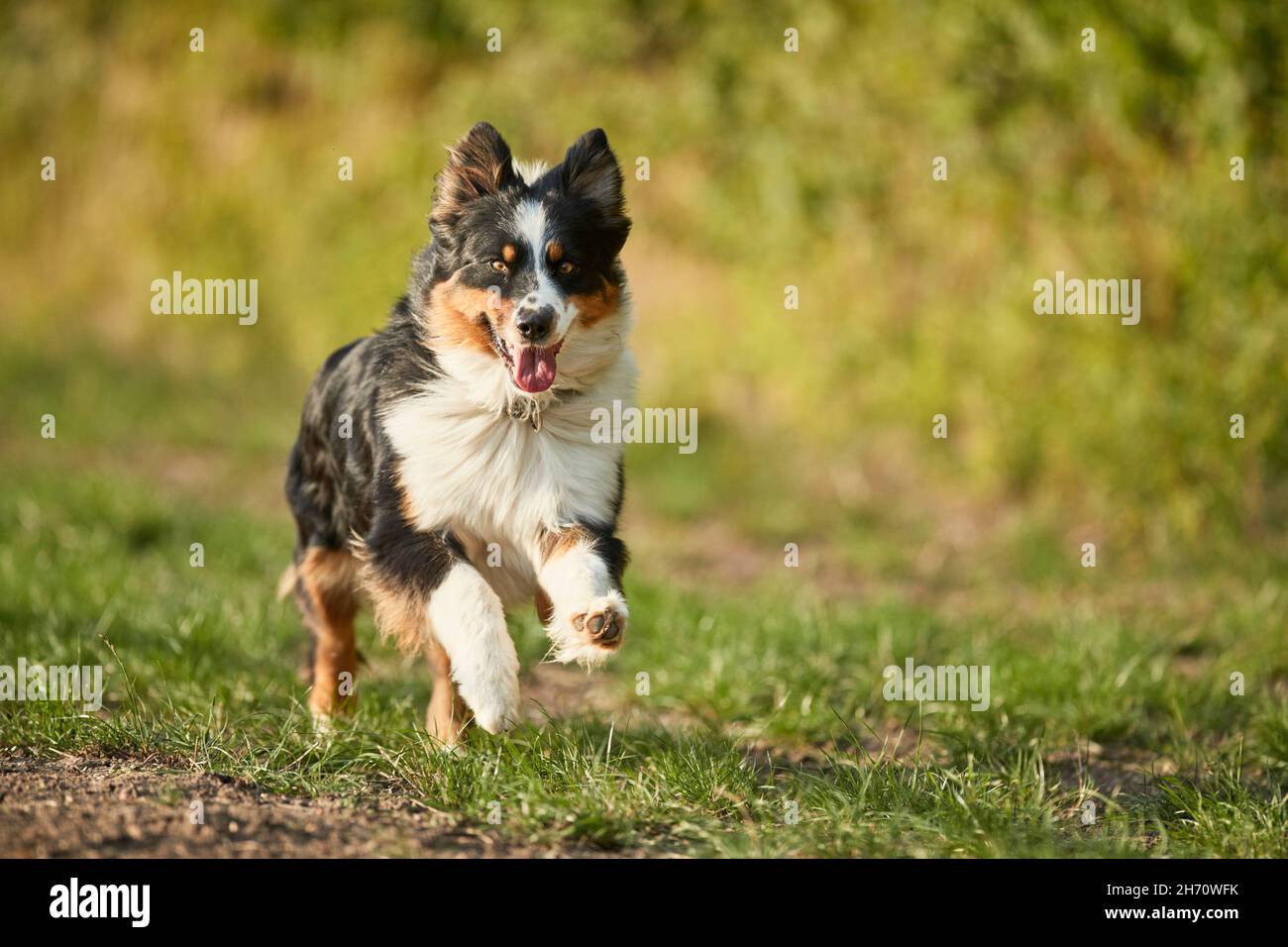 Australian Shepherd. Ausgewachsener Hund auf einer Wiese. deutschland Stockfoto