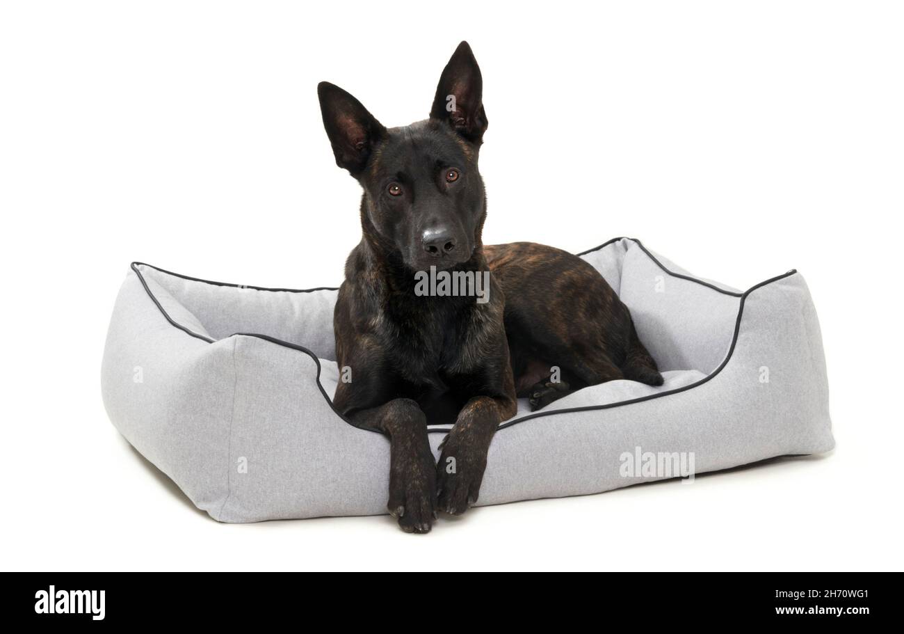 Niederländischer Schäferhund. Ein erwachsener Hund liegt in einem Hundebett. Studiobild vor weißem Hintergrund. Deutschland Stockfoto