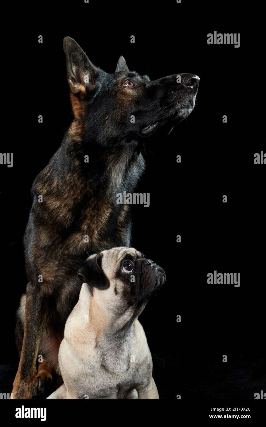 Mops und Deutscher Schäferhund, elsässisch. Porträt von zwei erwachsenen Hunden auf schwarzem Hintergrund. Deutschland Stockfoto