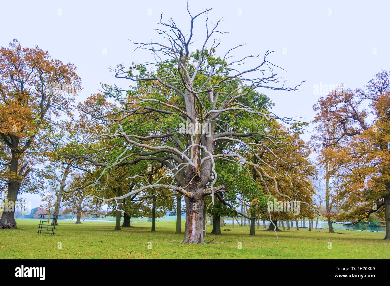 In Leben und Tod. Kontrastieren Sie verfallendes Baumskelett mit lebendem Vollblattbaum dahinter, flankiert vom saisonalen Herbstlaub. Bedfordshire, England Stockfoto