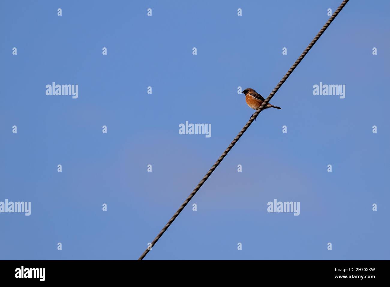 Gewöhnlicher Stonechat (Saxicola rubicola), der an einem Draht festhält Stockfoto