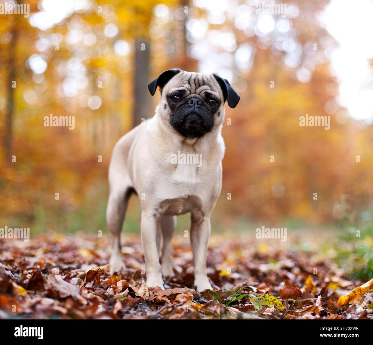 Mops. Ausgewachsener Hund im Herbst im Wald, Deutschland Stockfoto