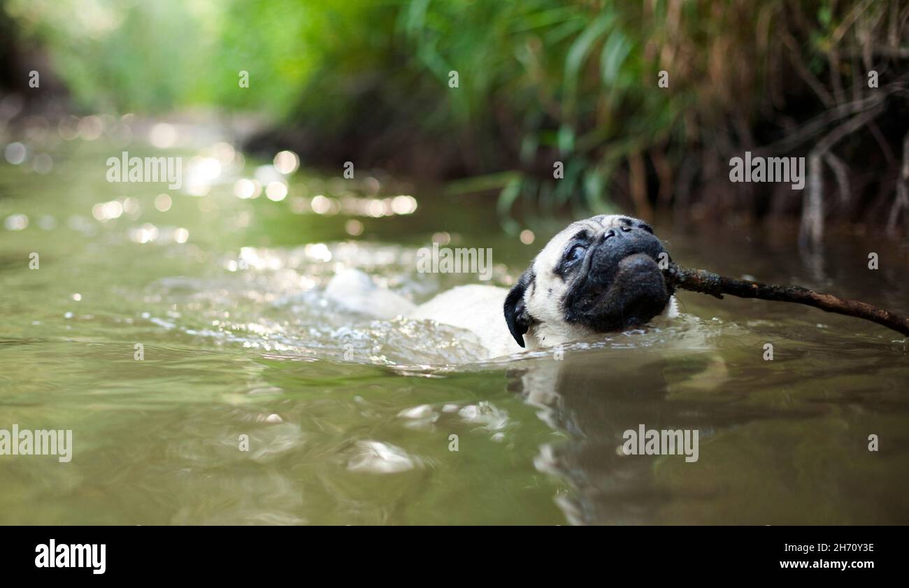 Mops. Erwachsener Hund schwimmen in einem Fluss. Deutschland Stockfoto