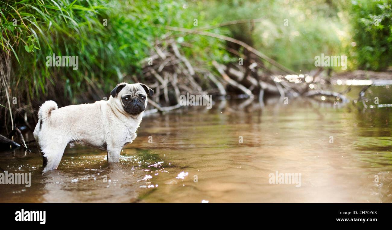 Mops. Erwachsener Hund, der in einem Fluss steht. Deutschland Stockfoto