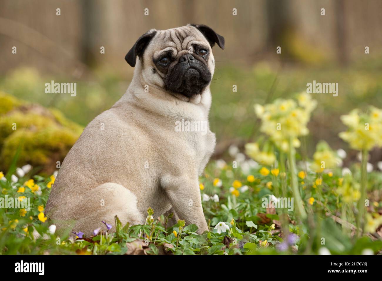 Mops. Erwachsener Hund, der im Frühjahr auf einer blühenden Wiese sitzt. Deutschland Stockfoto