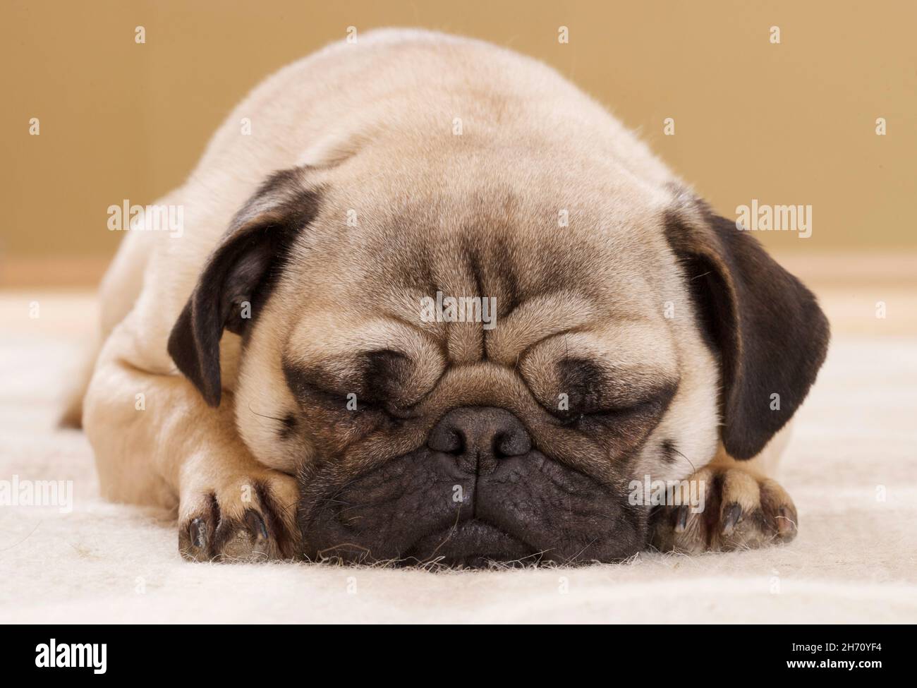 Mops. Erwachsener schläft mit Hund. Deutschland Stockfoto