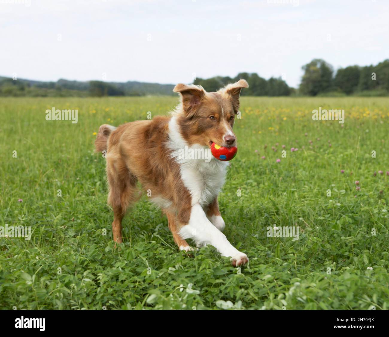 Australian Shepherd. Erwachsener Hund, der auf einer Wiese läuft und einen Ball trägt. Deutschland Stockfoto