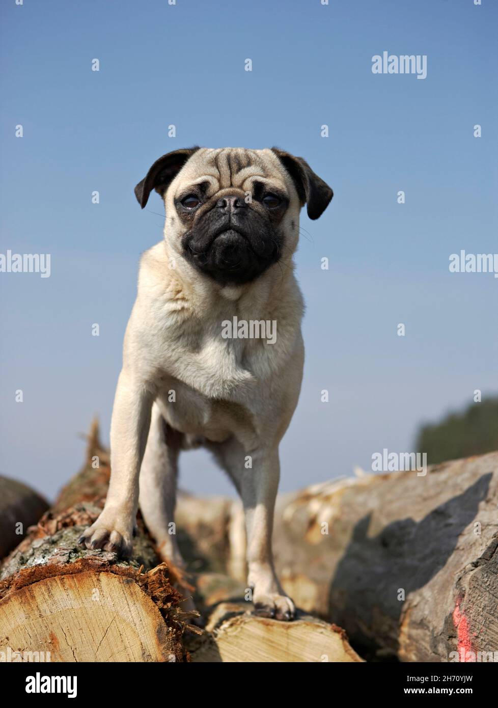 Mops. Ein erwachsener Hund, der auf einem Holzhaufen steht. Deutschland... Stockfoto