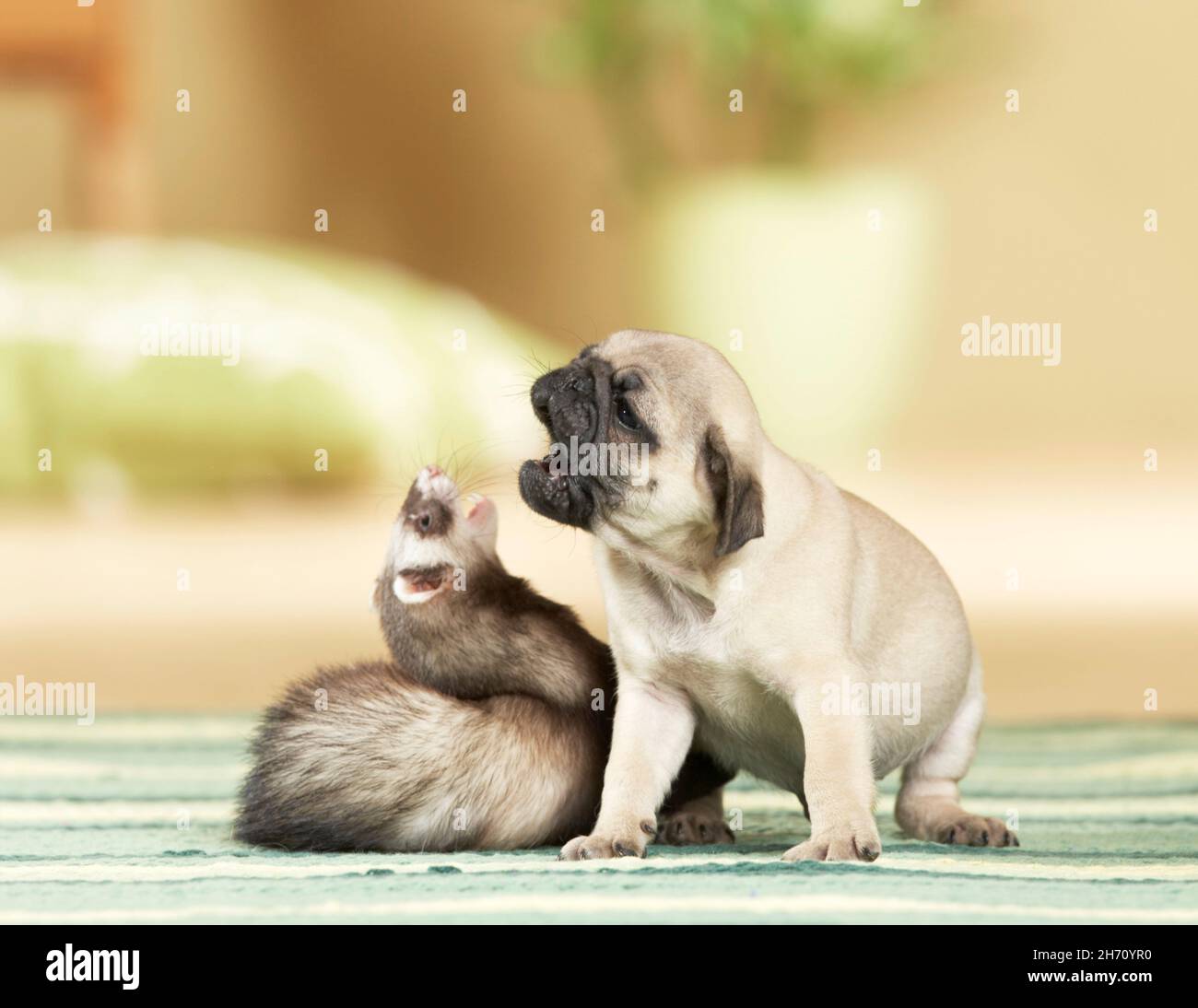 Tier Freundschaft: Frettchen spielen mit Mops Welpen. Deutschland Stockfoto