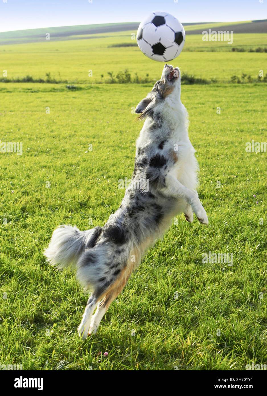 Australian Shepherd. Erwachsener Hund auf einer Wiese, der mit einem Ball spielt. Deutschland Stockfoto