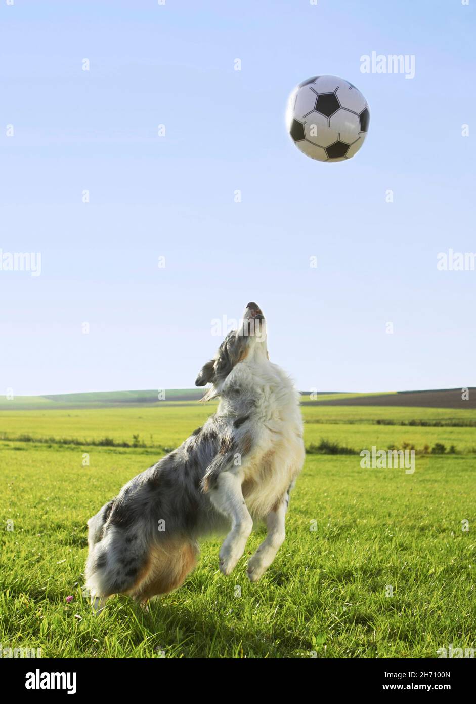 Australian Shepherd. Erwachsener Hund auf einer Wiese, der mit einem Ball spielt. Deutschland Stockfoto