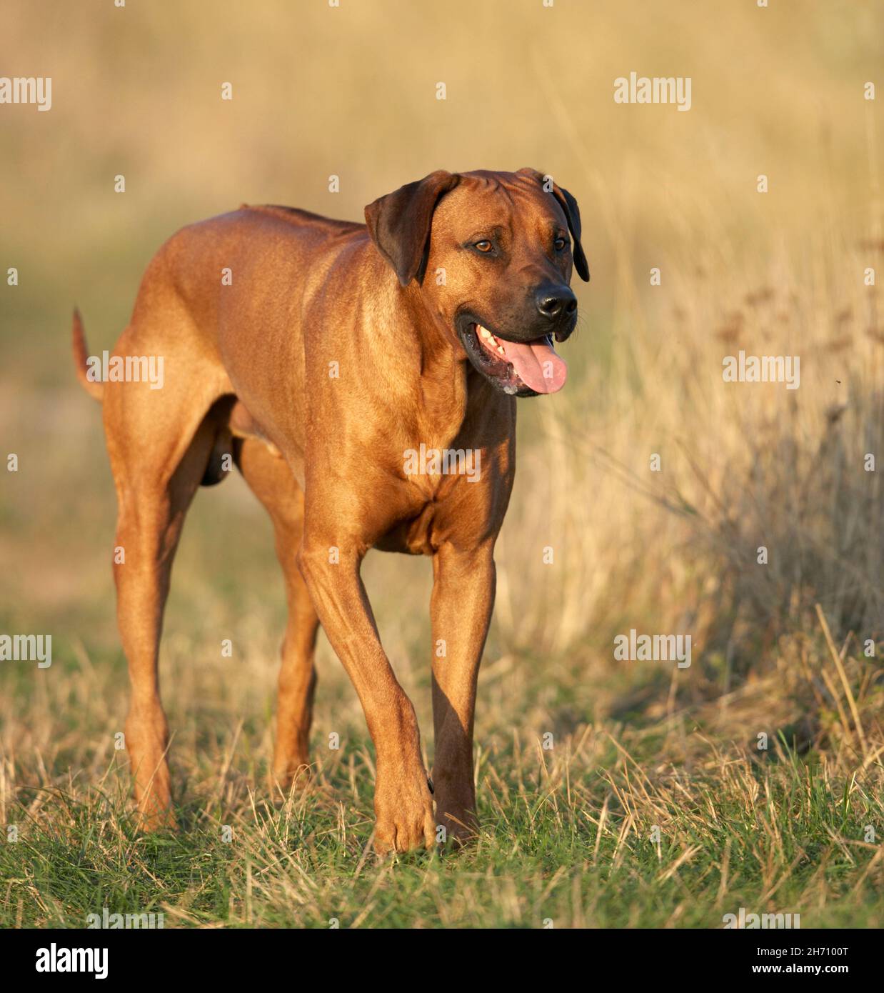 Rhodesian Ridgeback. Erwachsenen einen Weg zu gehen. Deutschland Stockfoto