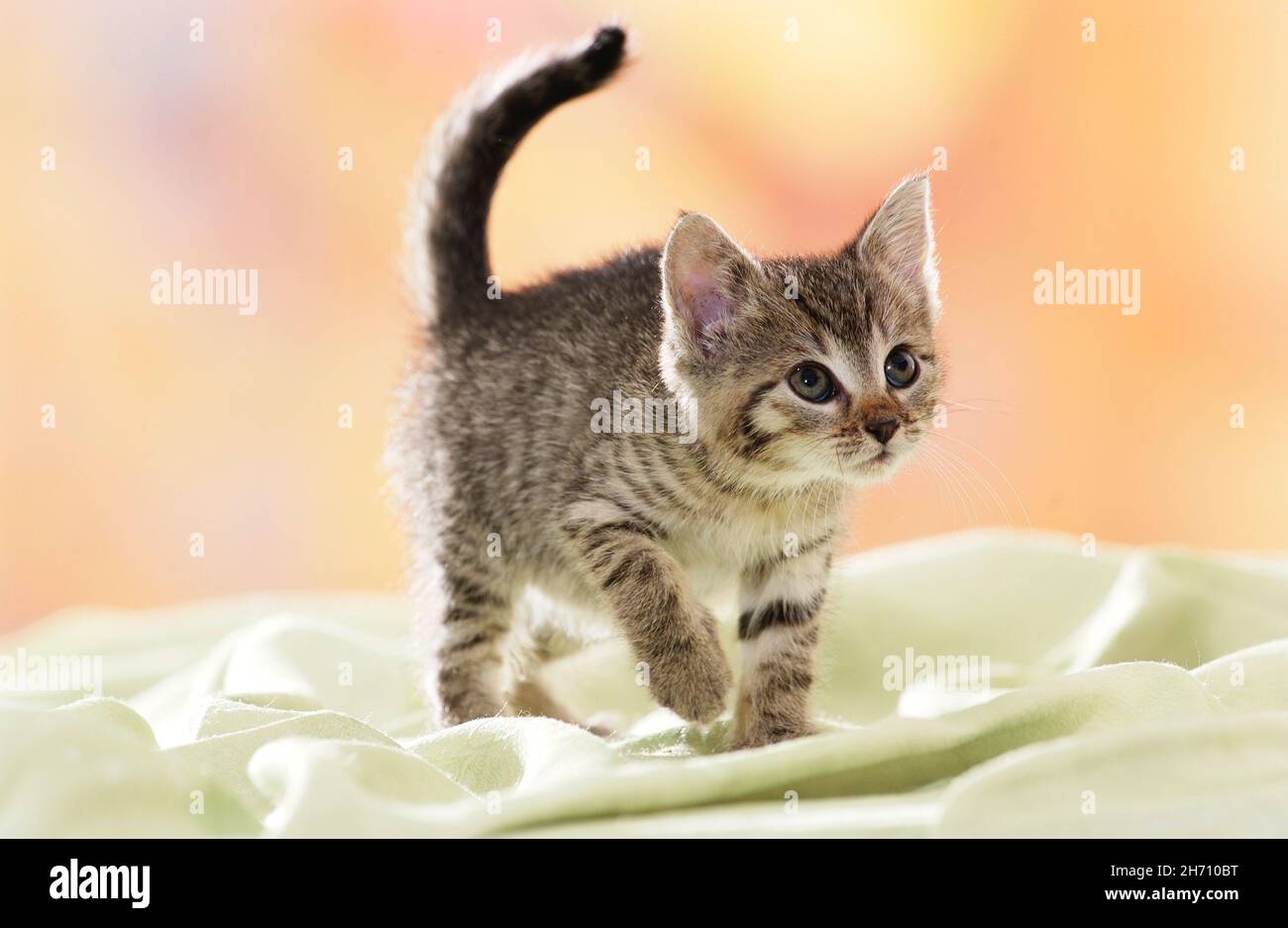 Hauskatze. Tabby Kätzchen, die auf einer hellgrünen Decke gehen. Deutschland Stockfoto