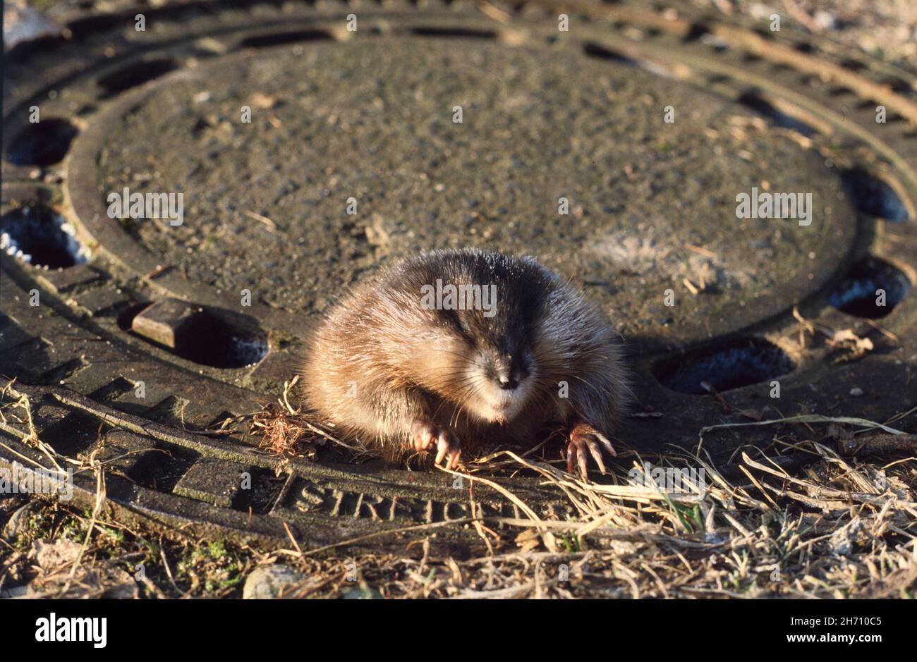 Bisamratte (Ondatra zibethicus) steckt in einem Oberflächenwasserablauf fest. Deutschland Stockfoto