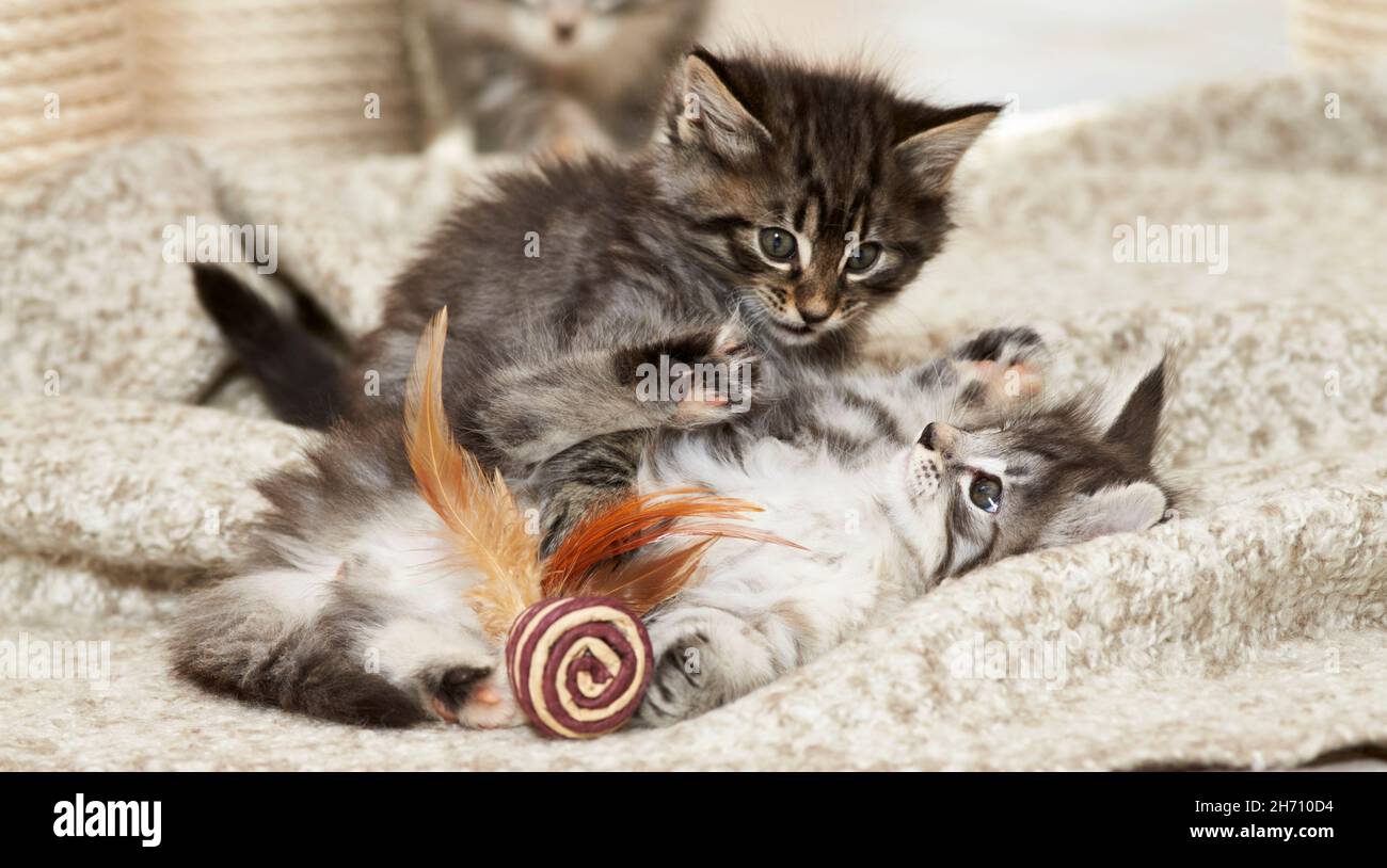 Norwegischer Wald Kat. Zwei Kätzchen spielen auf einer Decke. Deutschland Stockfoto