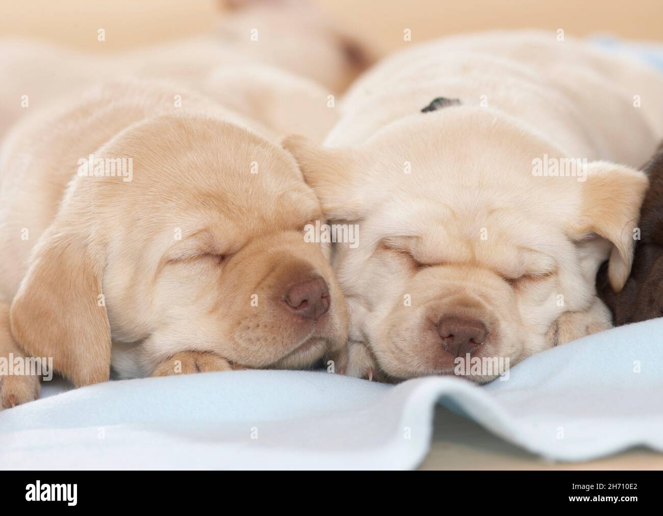 Labrador Retriever. Zwei Welpen schlafen auf einer Decke. Deutschland Stockfoto