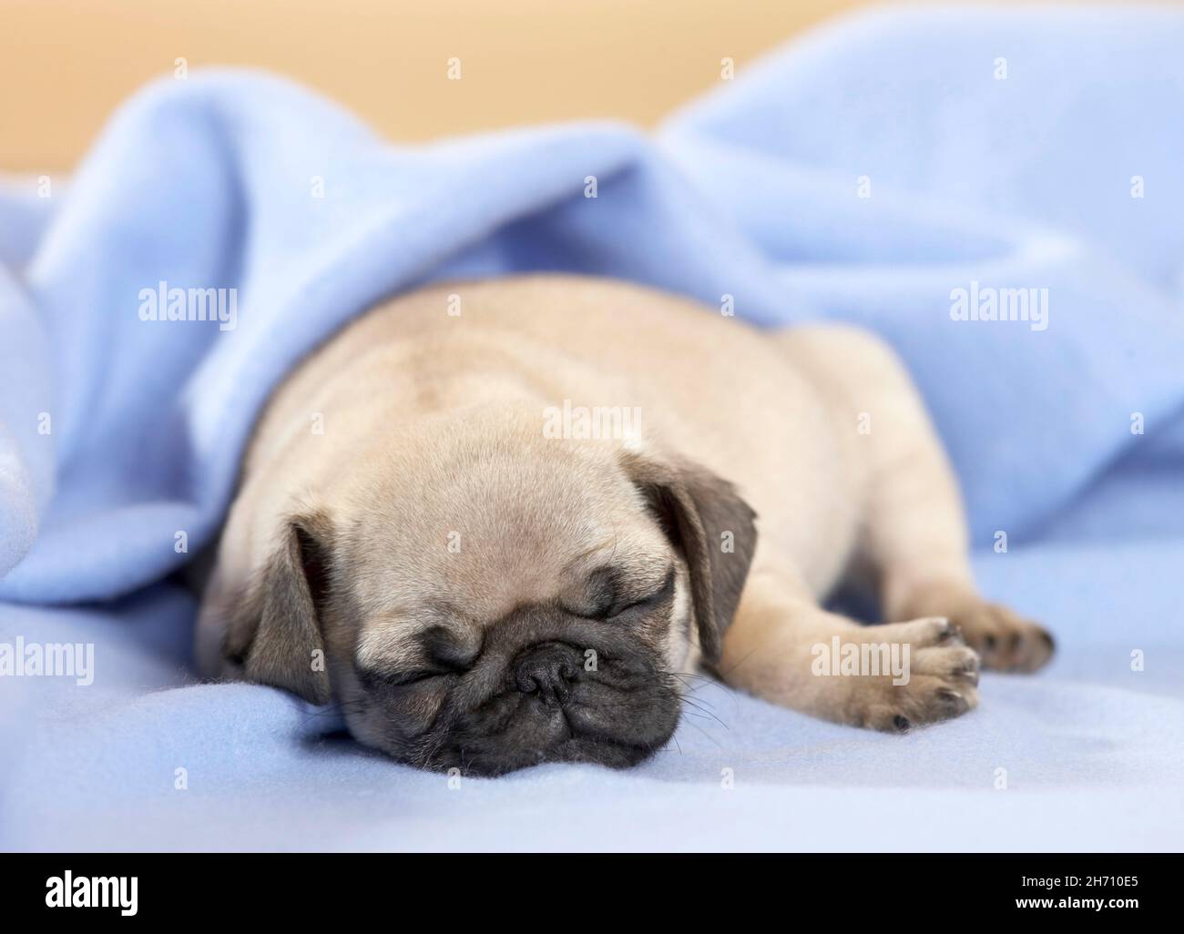 Mops. Der Welpe schläft in einer hellblauen Decke. Deutschland Stockfoto