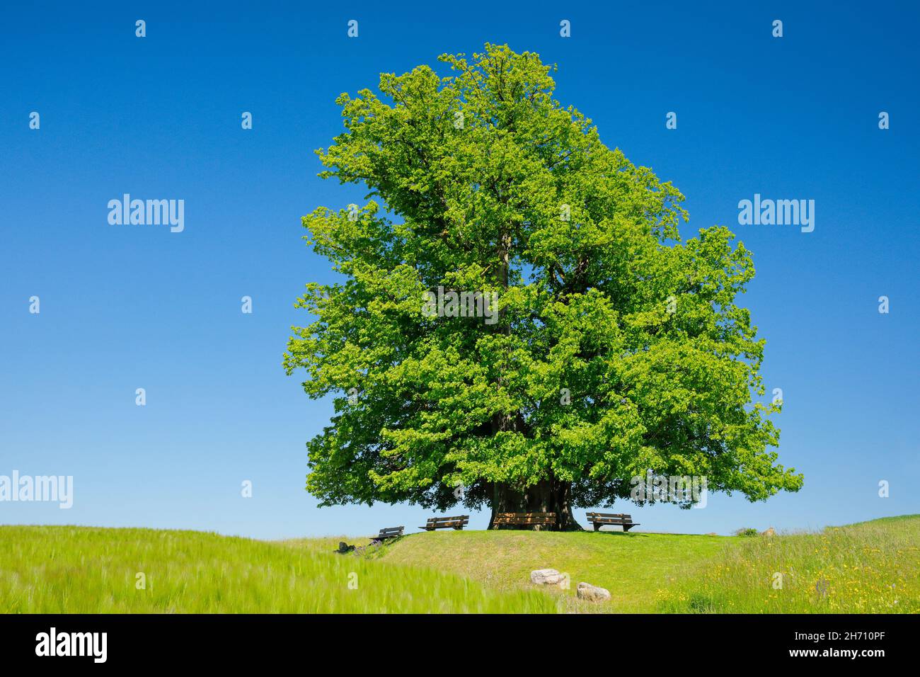 Die Linner Linden. Der alte Lindenbaum steht einsam auf einem Hügel unter blauem Himmel. Bänke laden zum Entspannen ein, Linn im Kanton Aargau, Schweiz Stockfoto