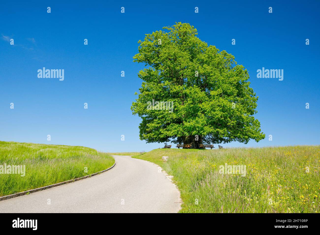 Die Linner Linden. Der alte Lindenbaum steht einsam auf einem Hügel unter blauem Himmel, der Weg führt daran vorbei und Bänke laden zum Entspannen ein, Linn im Kanton Aargau, Schweiz. Stockfoto