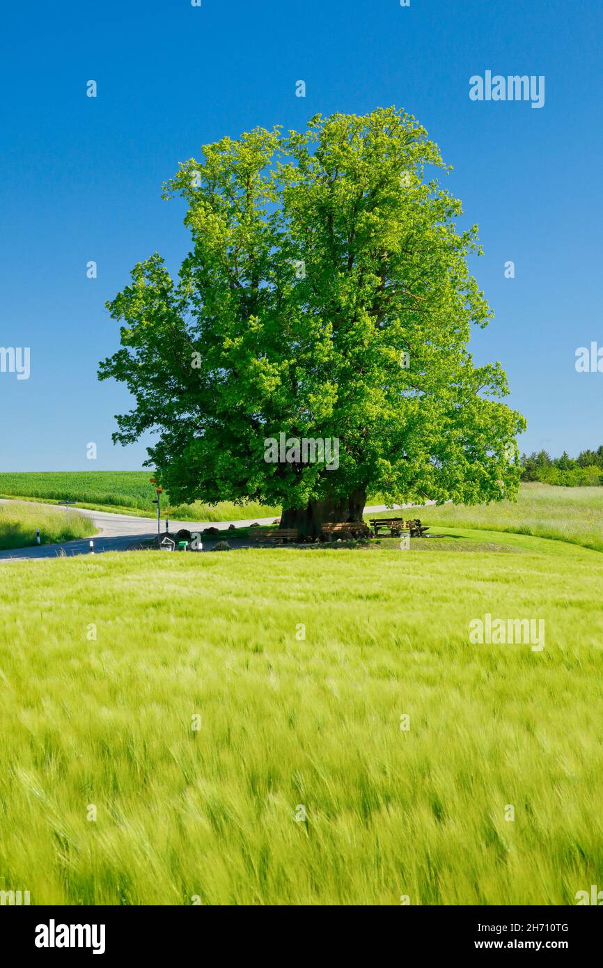 Die Linner Linden. Der alte Lindenbaum steht einsam auf einem Hügel unter blauem Himmel. Bänke laden zum Entspannen ein, Linn im Kanton Aargau, Schweiz Stockfoto